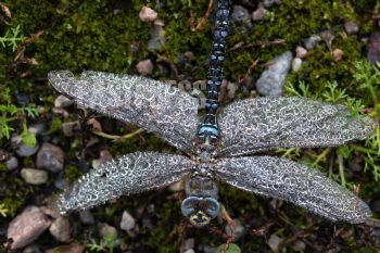 EA335516, Eastpress , Porvoo, Finland